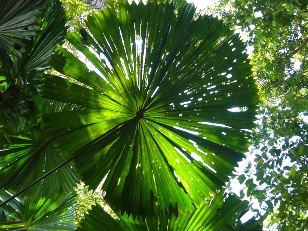 Port Douglas Retreat Екстер'єр фото